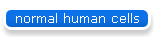 normal human cells